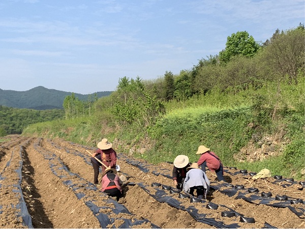 杨集镇三泉村种植葛根“闯富路”