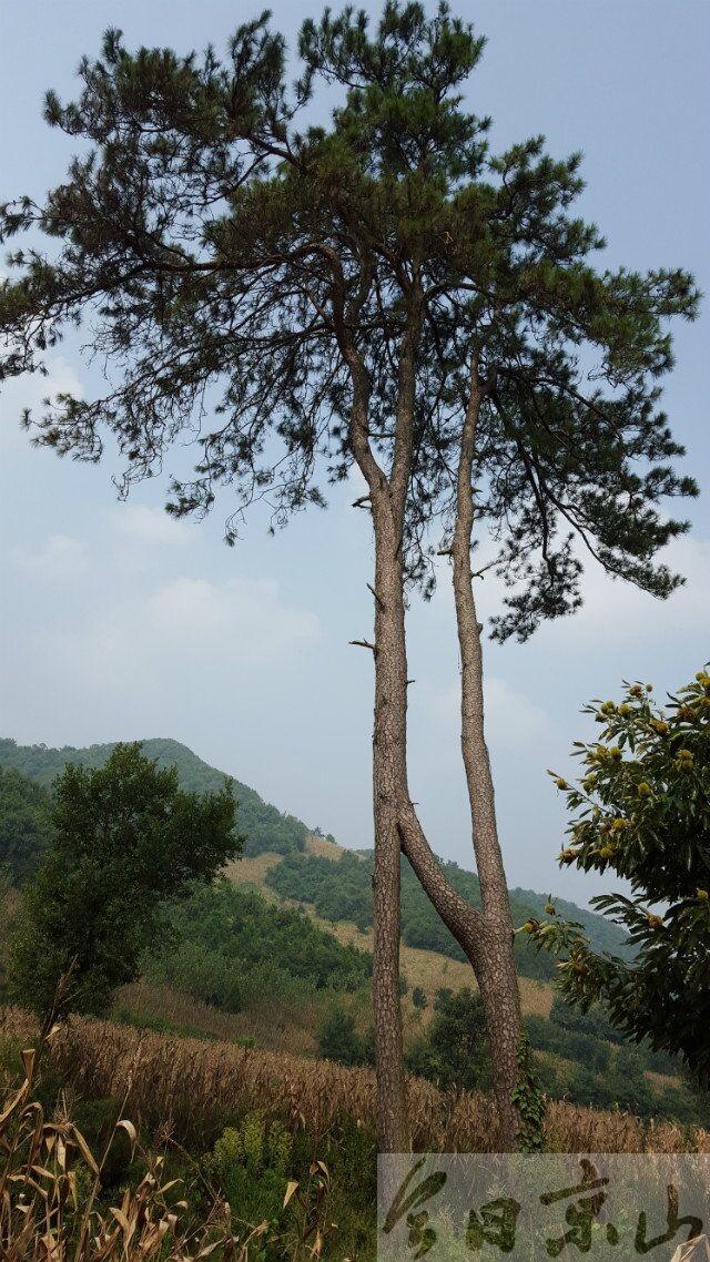 京山惊现连理枝
