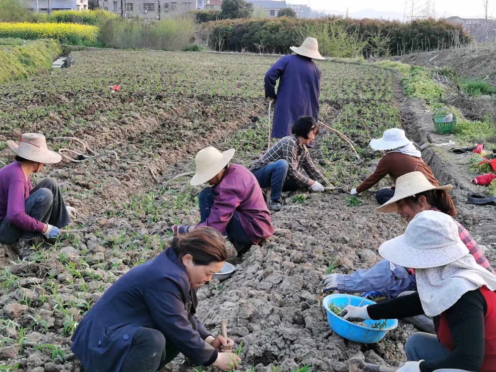 十里桃园结出脱贫致富“幸福果”