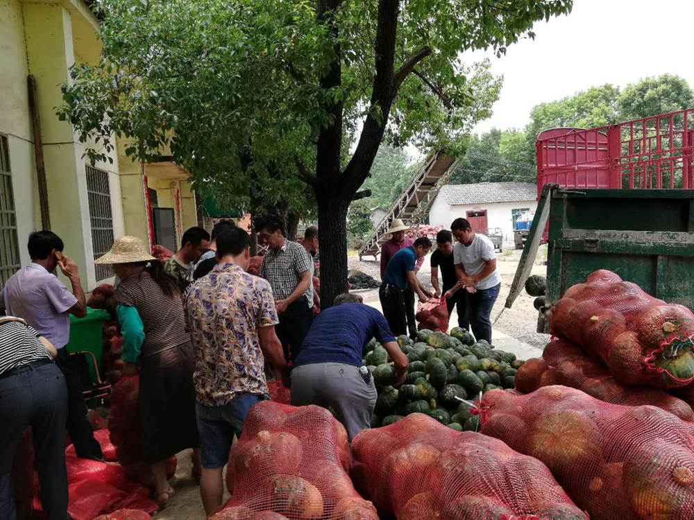 钱场镇扶贫小南瓜喜获丰收