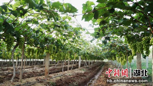 戴家坡村阳光玫瑰葡萄