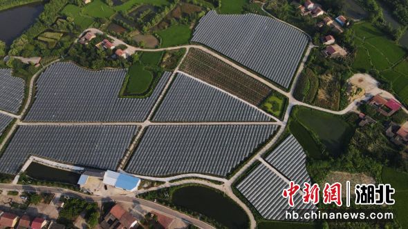 向畈村葡萄产业基地