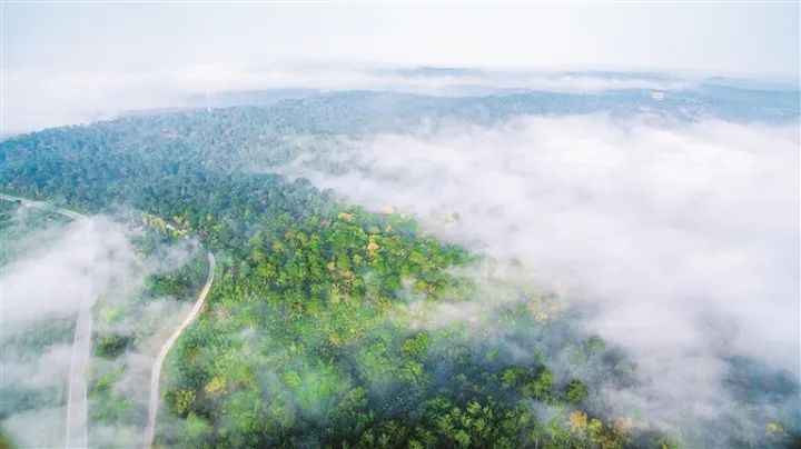 大口国家森林公园。安帮友 摄