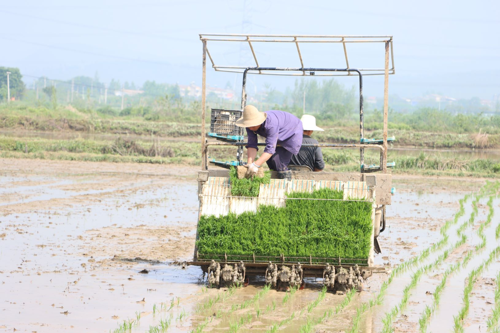 京山： 按下机械化育插秧“快进键”