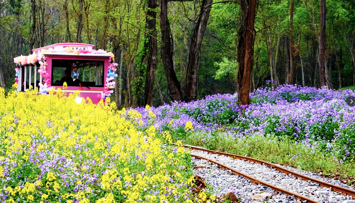京山：繁花引流 春日经济“景”上添金