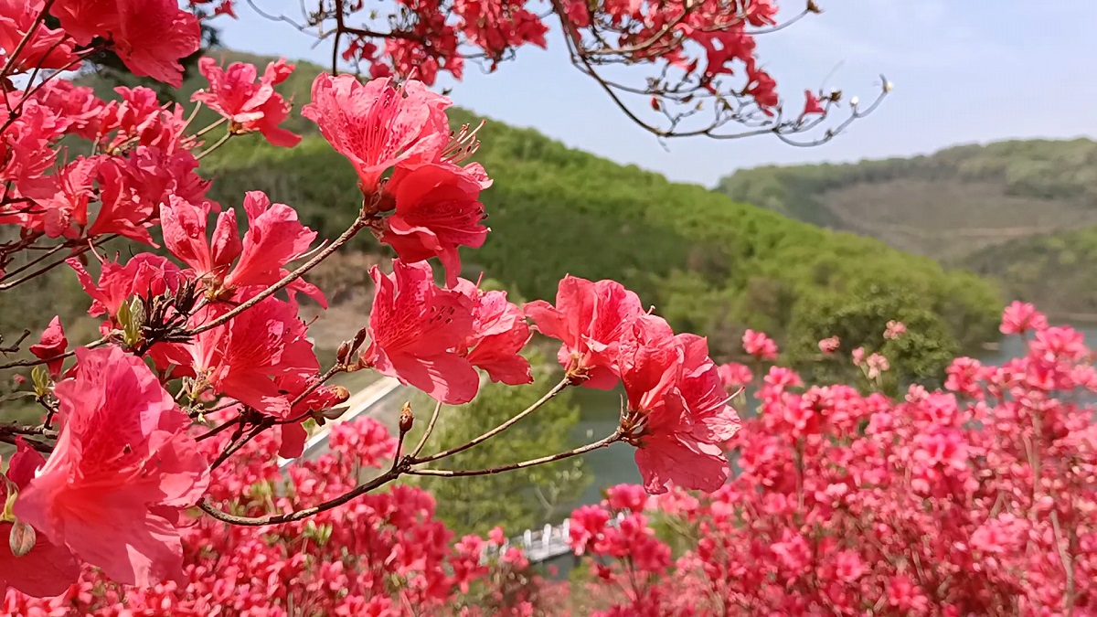 杜鹃1
