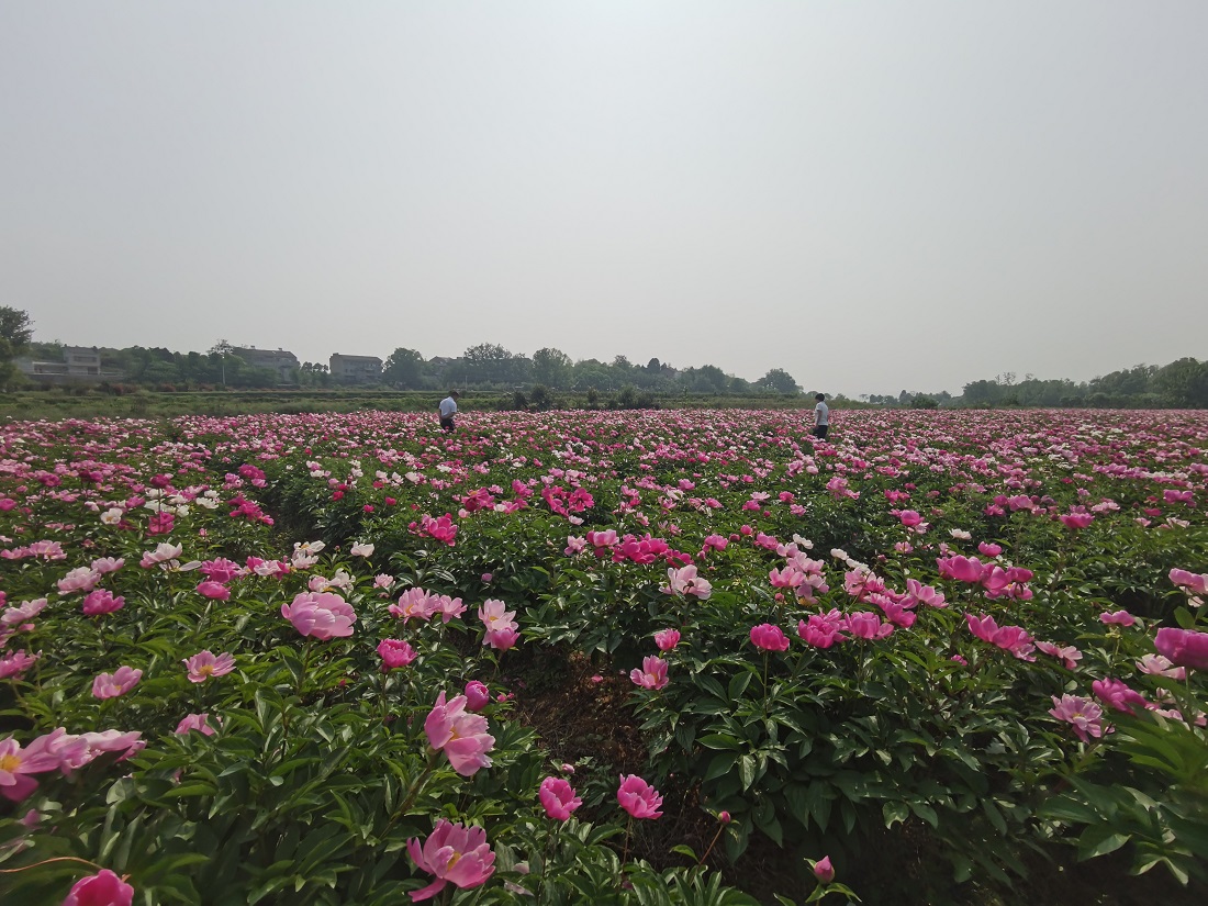 芍药