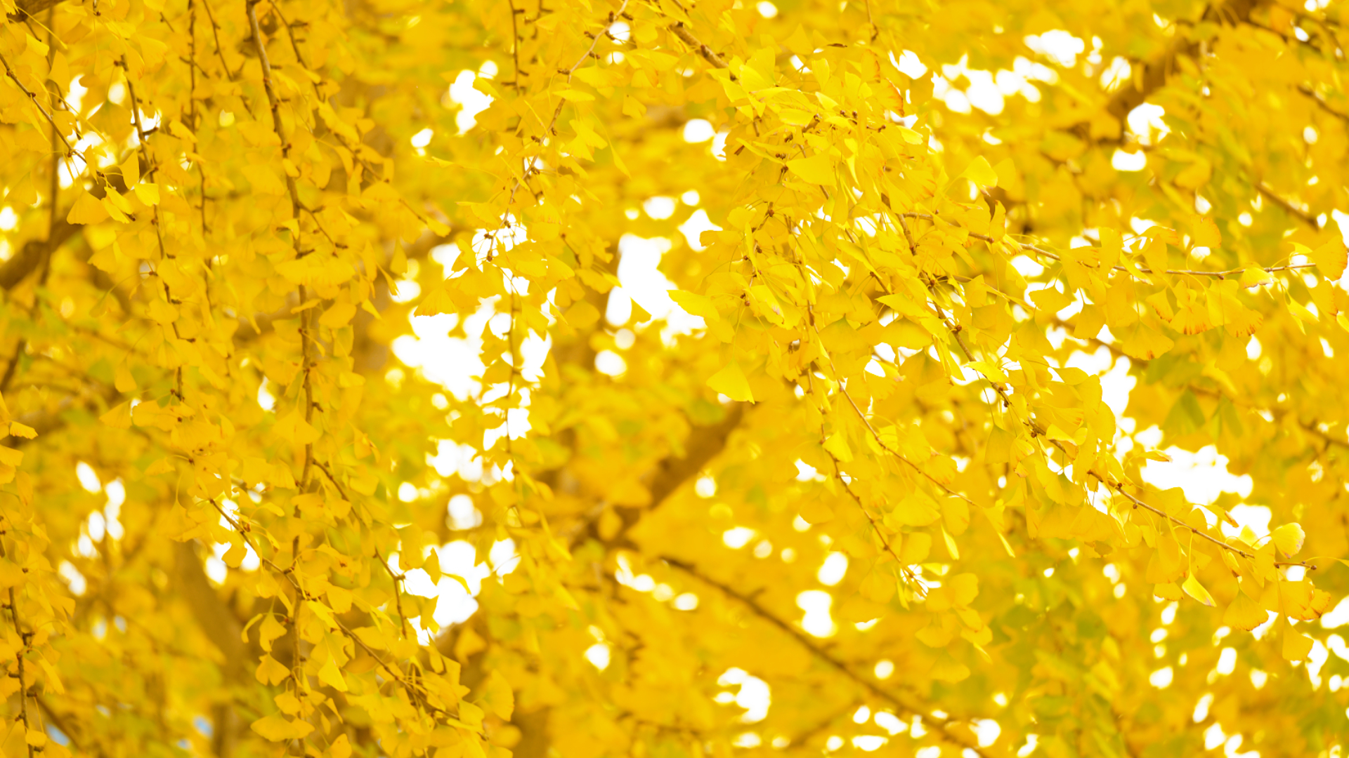 微信图片_2025-11-12_173007_557