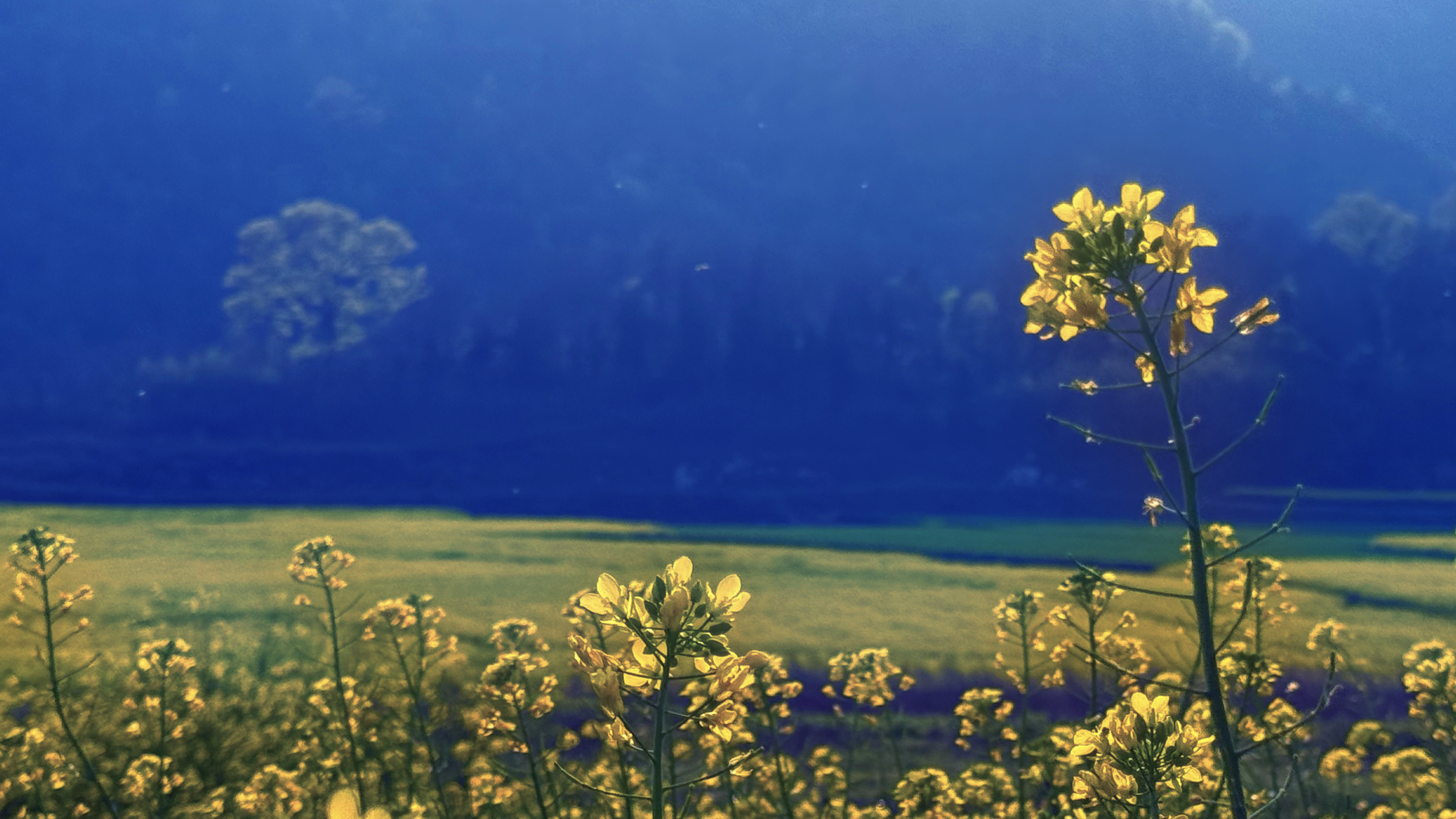 1cdf281b160ebb412b9db2946a698603