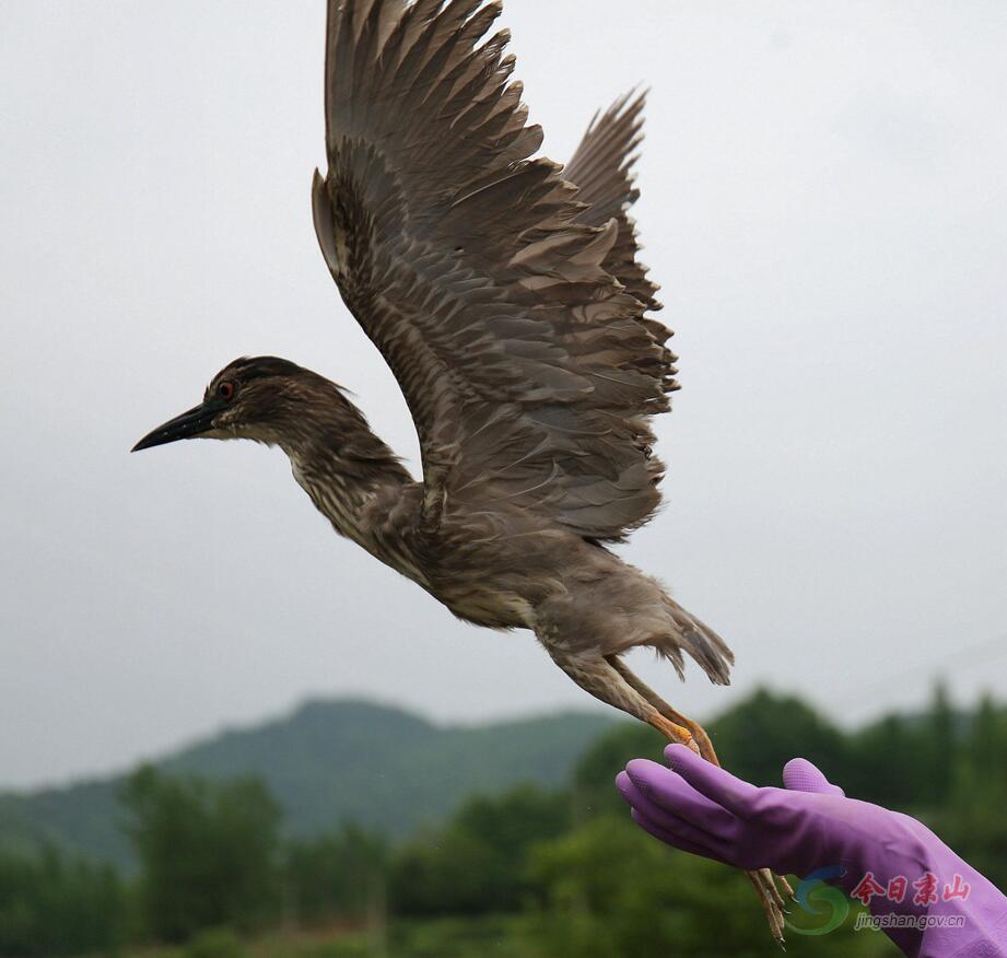 【荆门日报】京山县放生一批野生动物