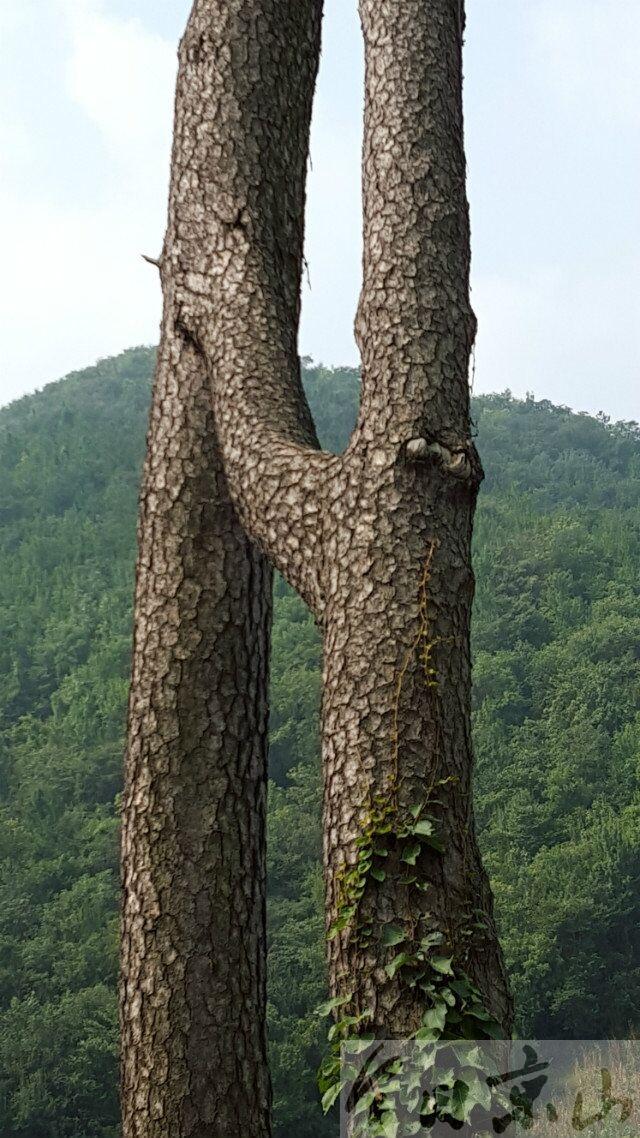 京山惊现连理枝