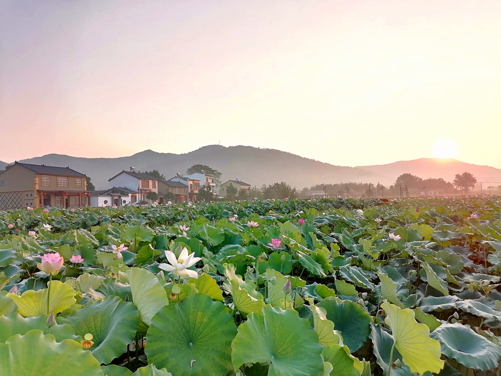 美丽乡村又一村荷花堰村荷香古韵醉清风