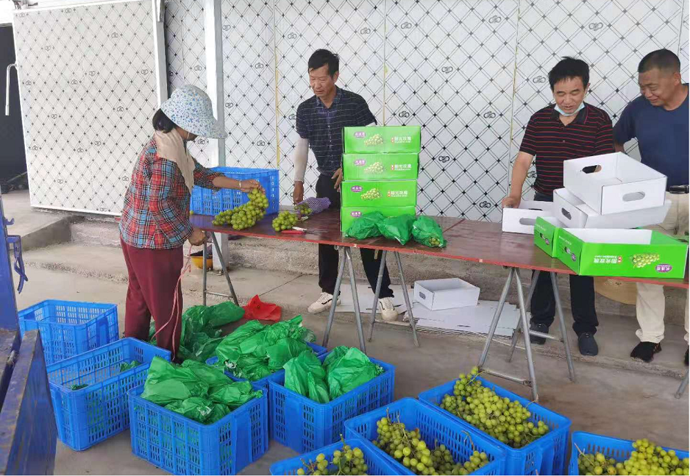 曹武镇:葡萄园里采摘忙